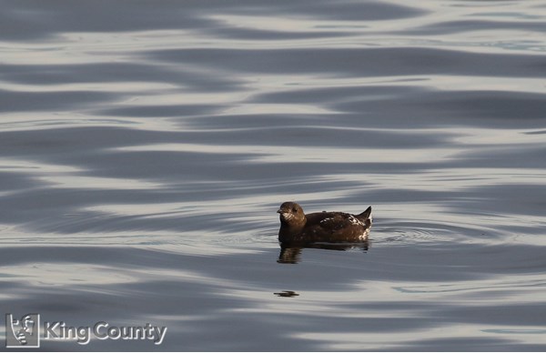 Photo of Brachyramphus marmoratus